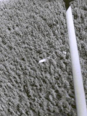 One of the animal gondolas landed in a dense brush area in Pine Island. It was located by the search plane. Credit: Winzen Research Inc.